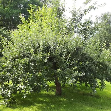 900 Feltre